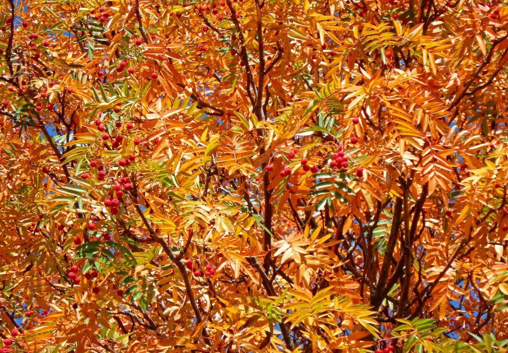 Золотая рябина