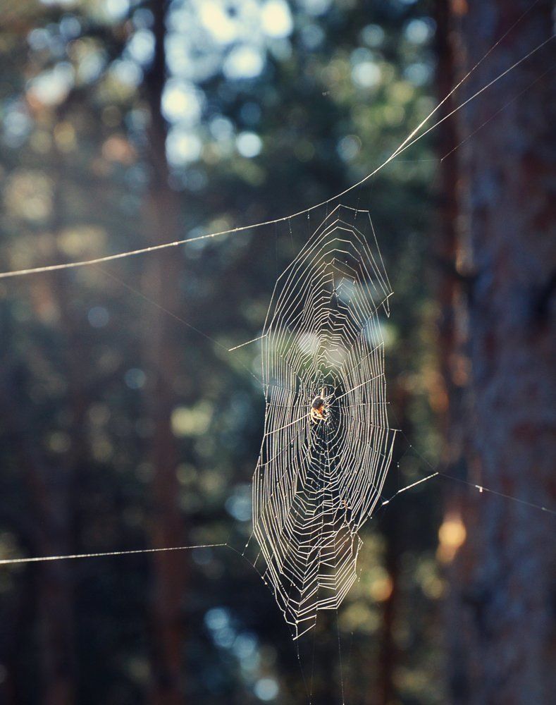 Солнечная паутина