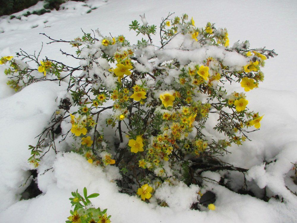 Цветы под снегом