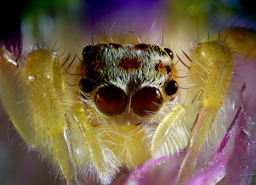 Jumping spider