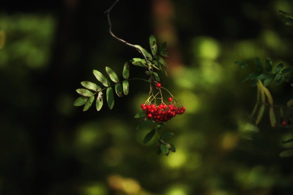 Photograph by Светлана Пивинь