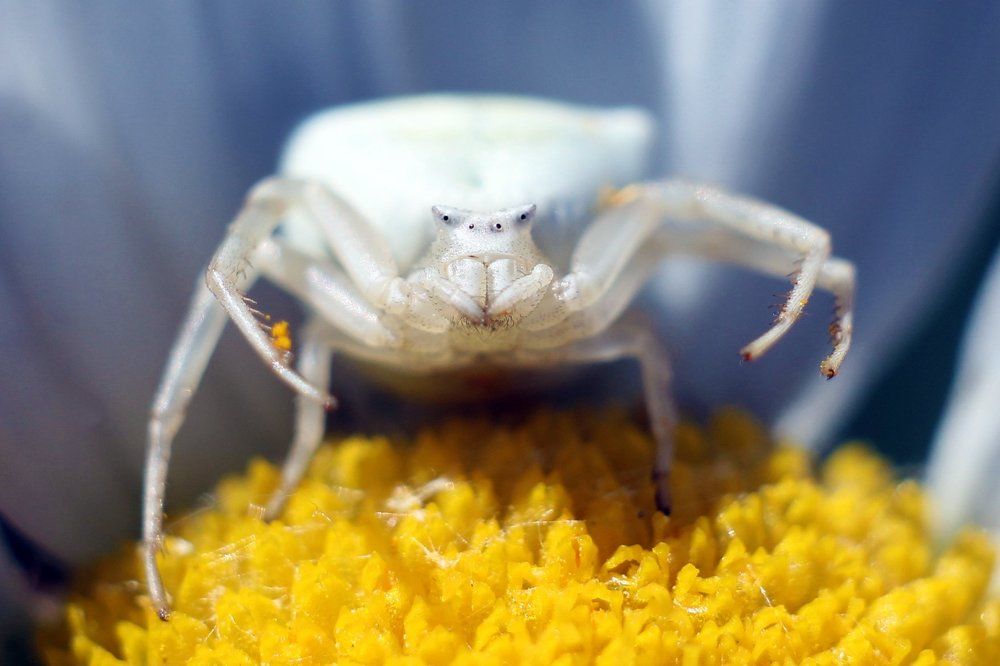 Цветочный паук