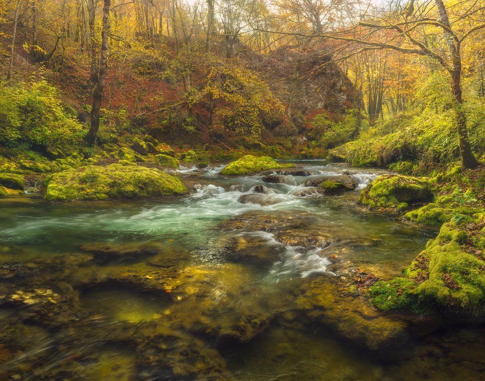 Осенний лес