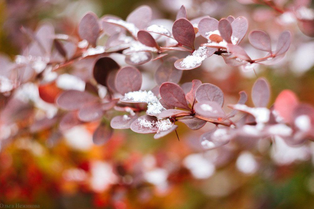 Первый снежок