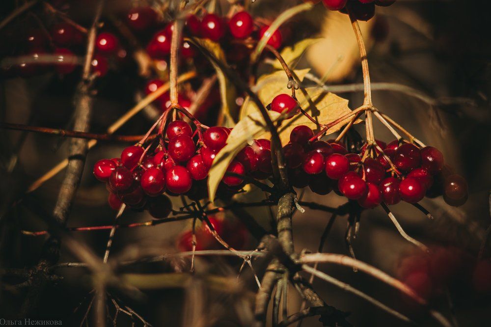 Photograph by Ольга Нежикова