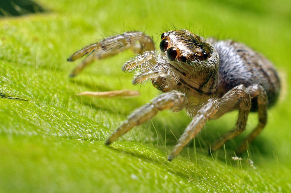 Маленький монстр