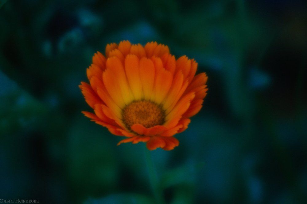 Последняя красота перед зимой