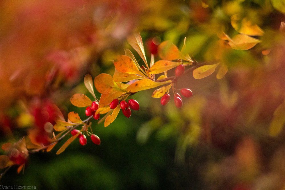 Барбарис рисует красным