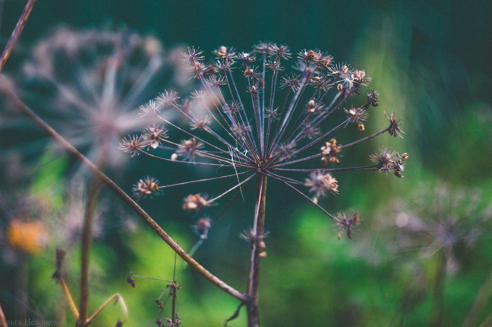 Photograph by Ольга Нежикова