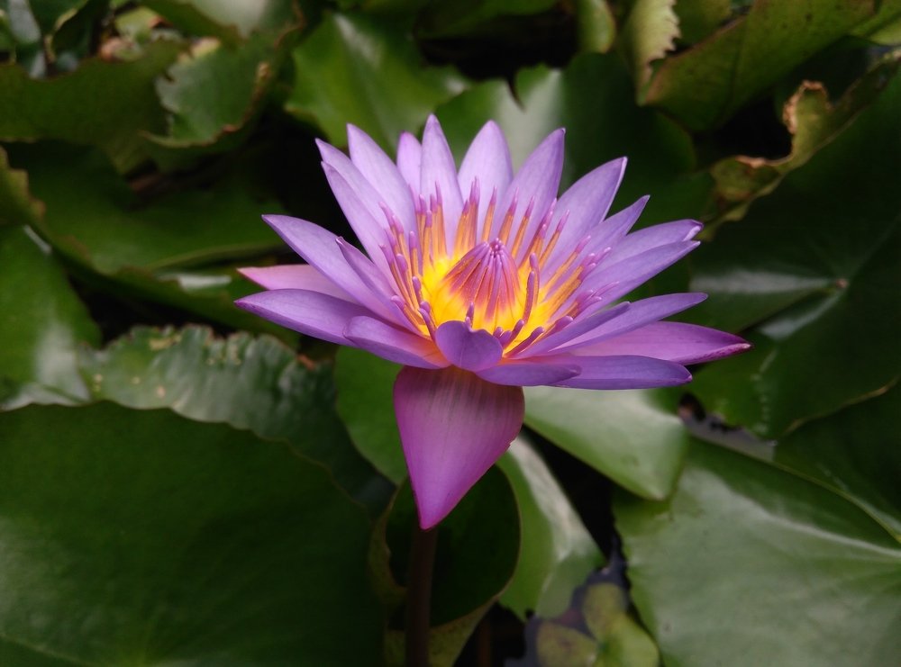 Purple Lotus