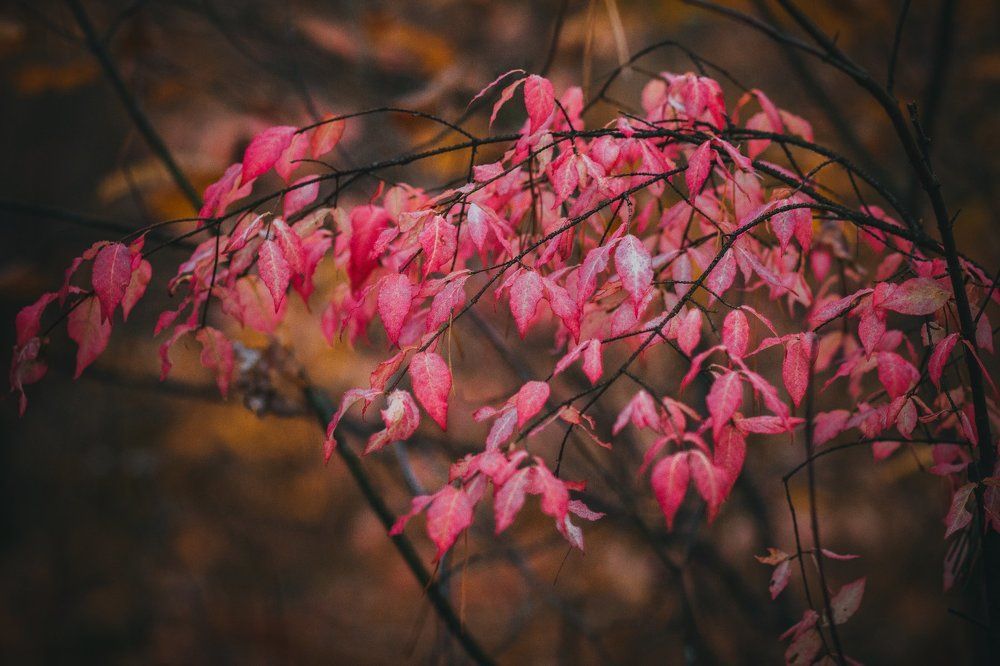 неизвестная растительность