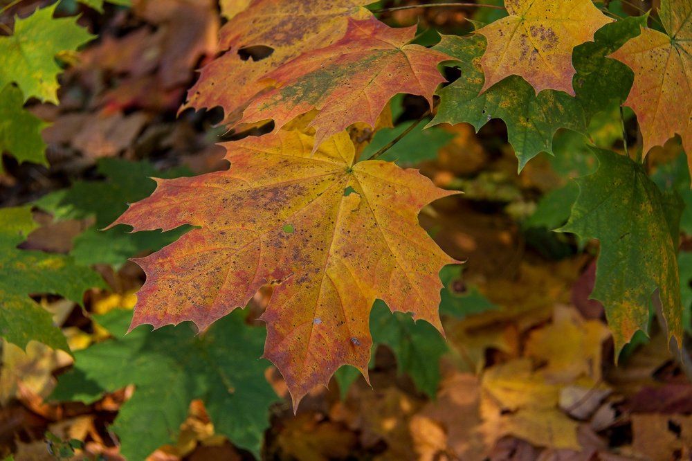 Осенние листья