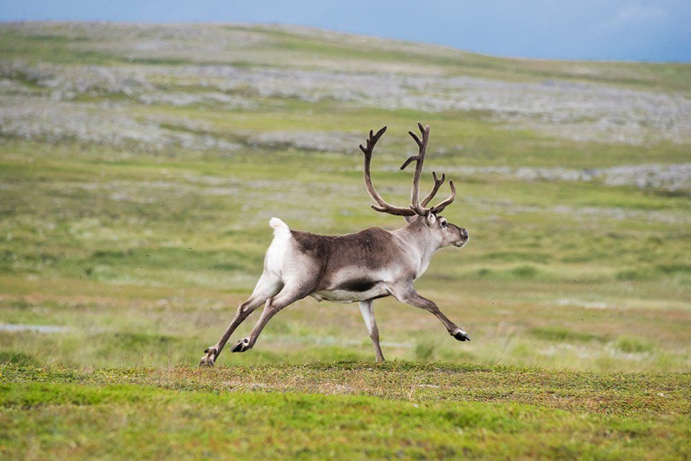 Хозяин тундры