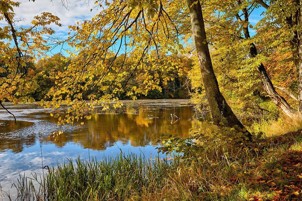 Лесное озеро