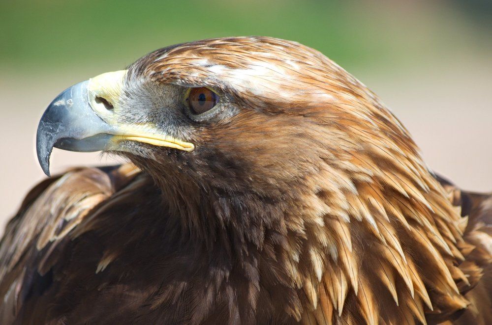 Небесный лев