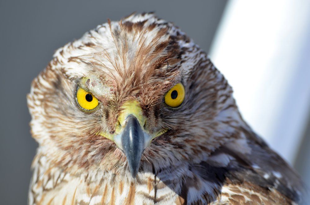 Глаза крылатого убийцы