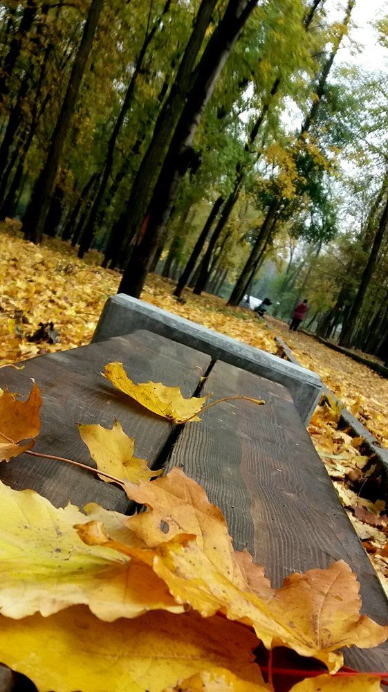 Осенний мотив
