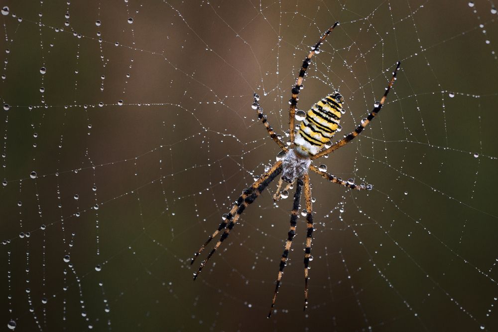 Паук-оса (Argiope bruennich)