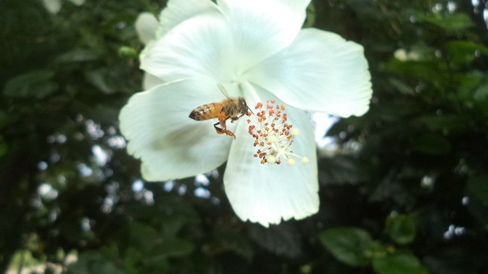 Nature's Fan