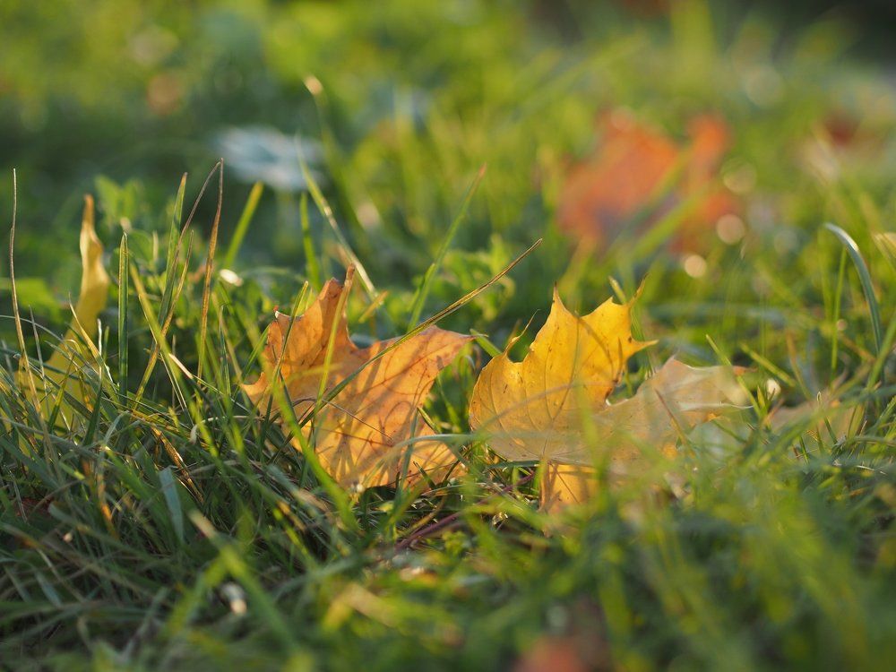 Граница лета