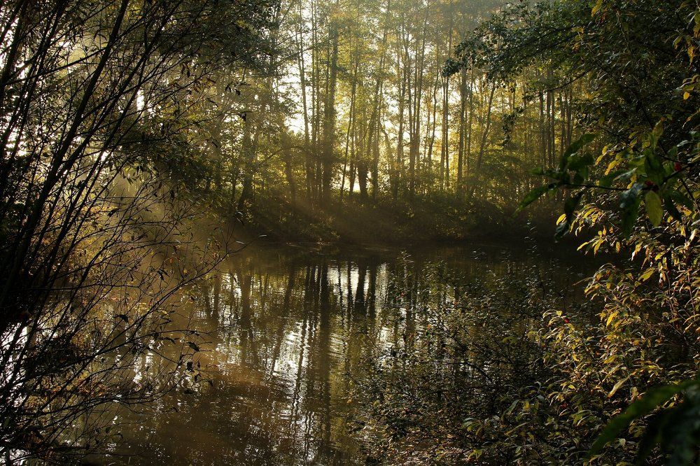 Солнечные лучи