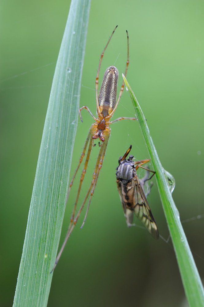 Гильотина..