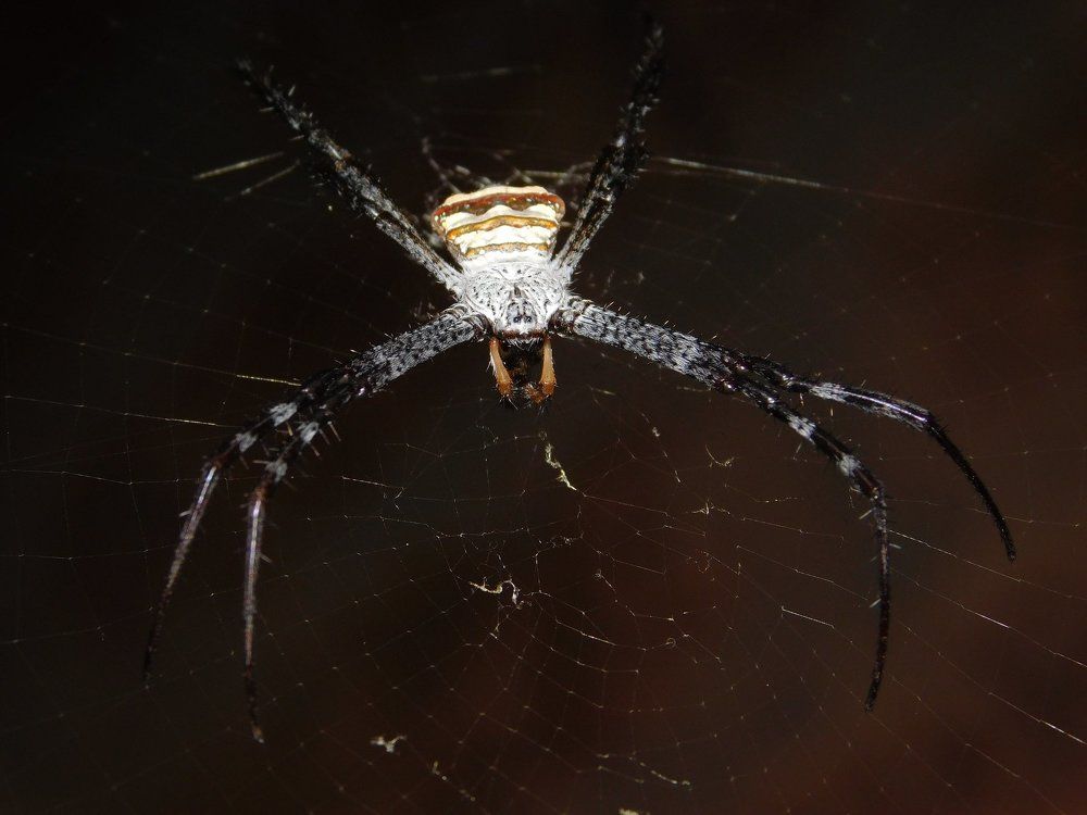 Spider