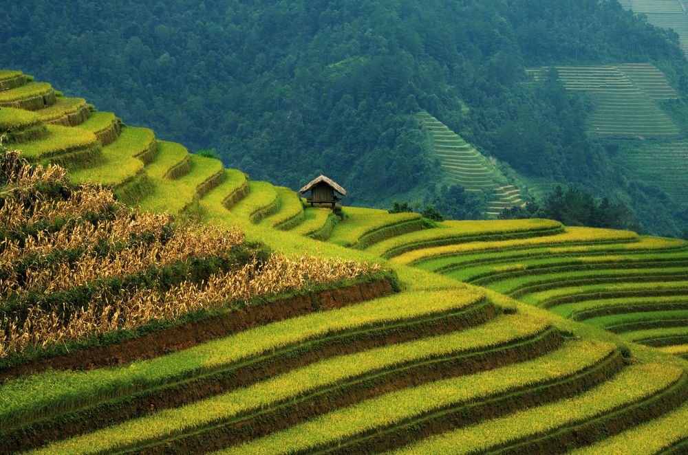 Террасные поля