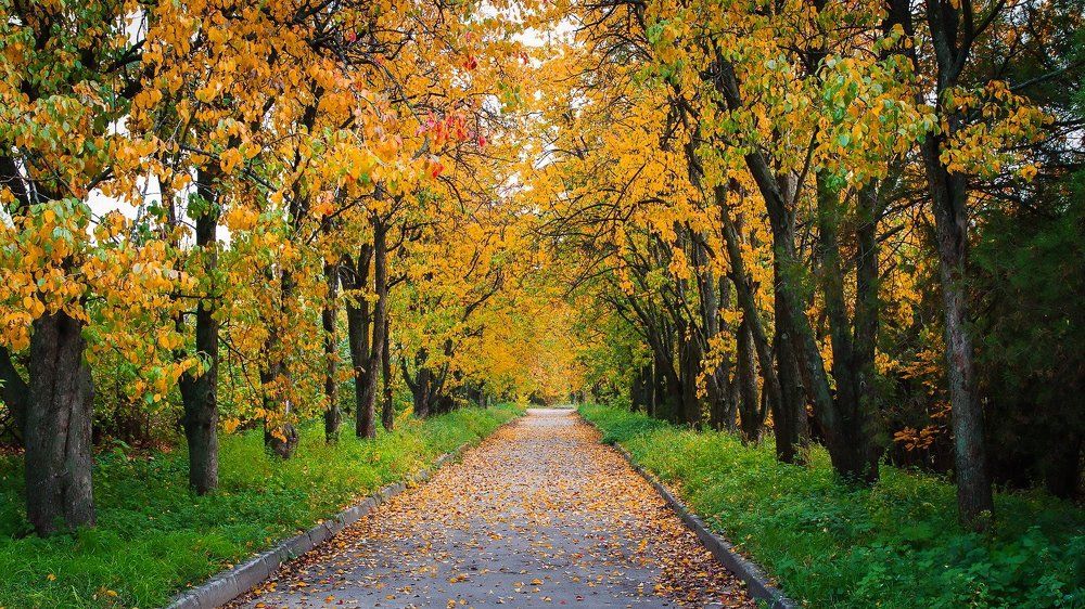 Это  октябрь-осенний,очаровательный,незабываемый...