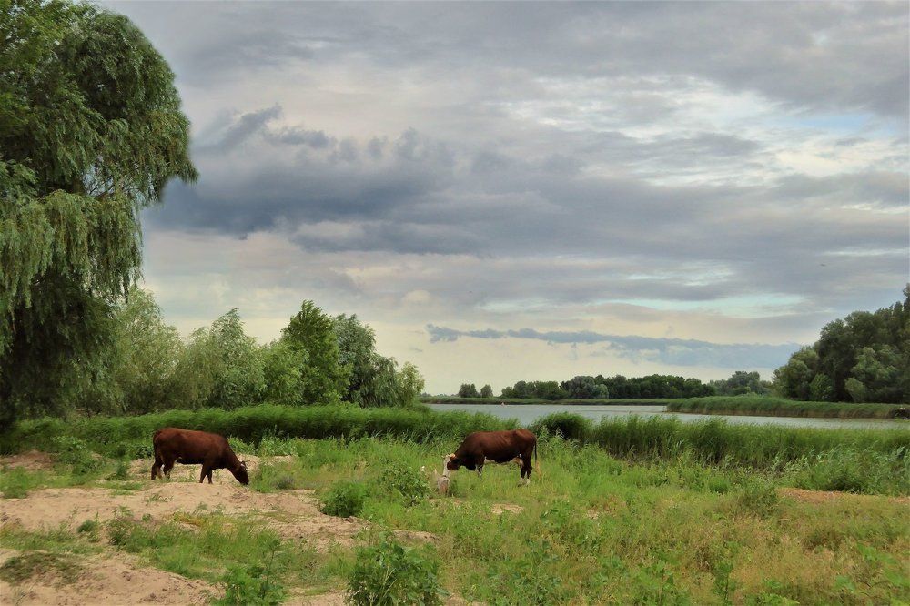 Донской пастораль.