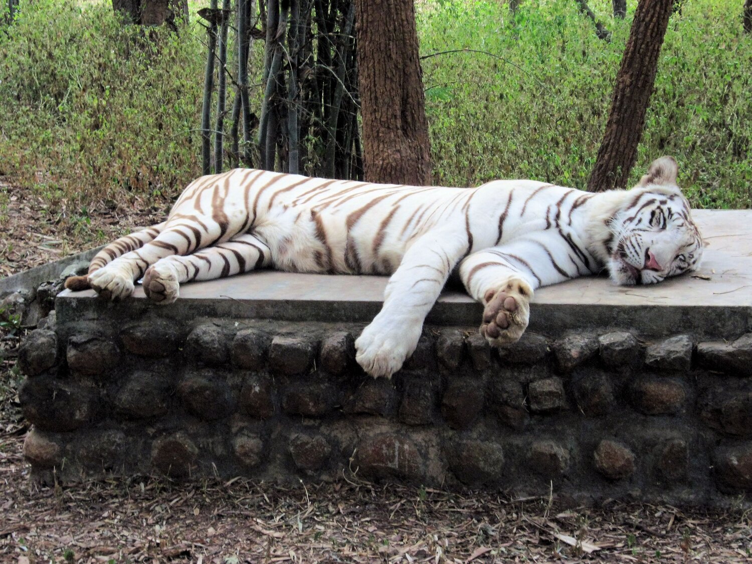 WHITE BABY TIGER