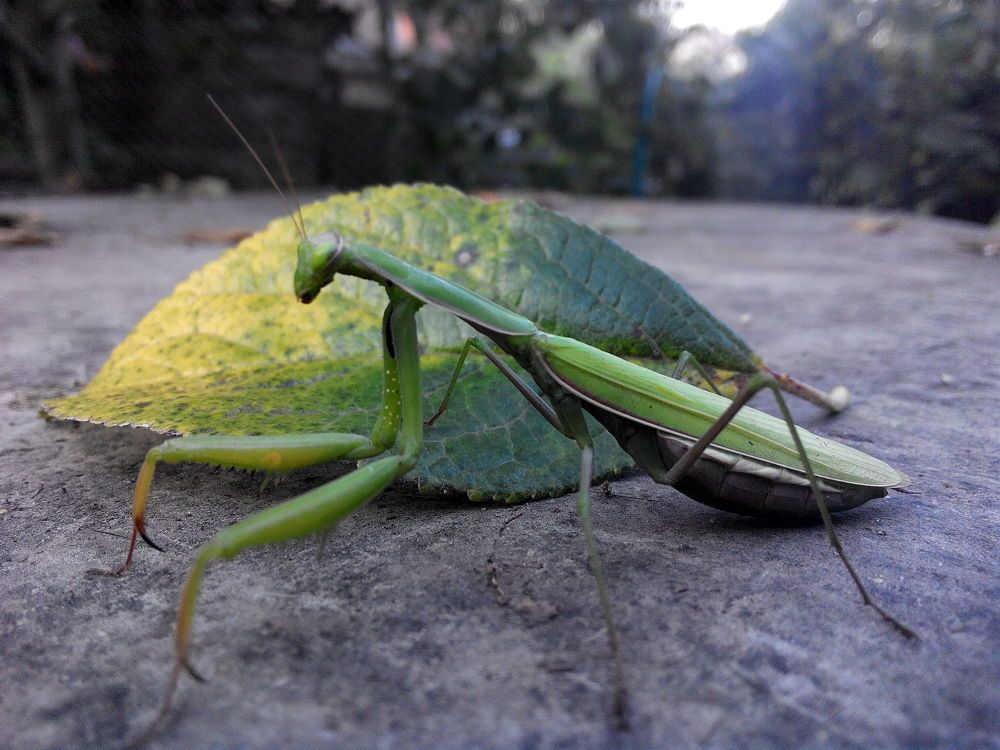 Photograph by Биша Екатерина Васильевна