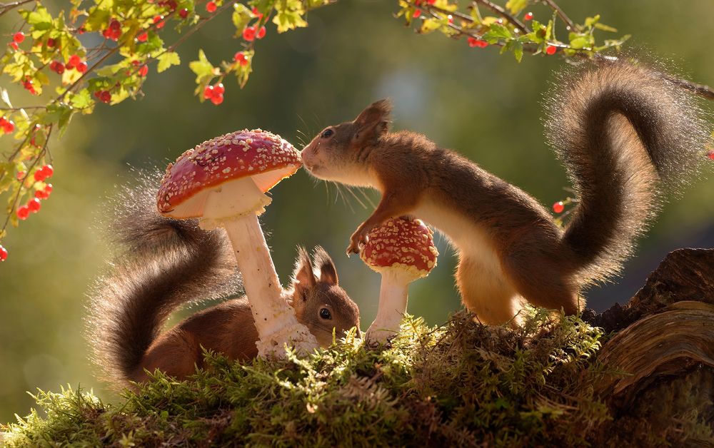 mushroom meeting