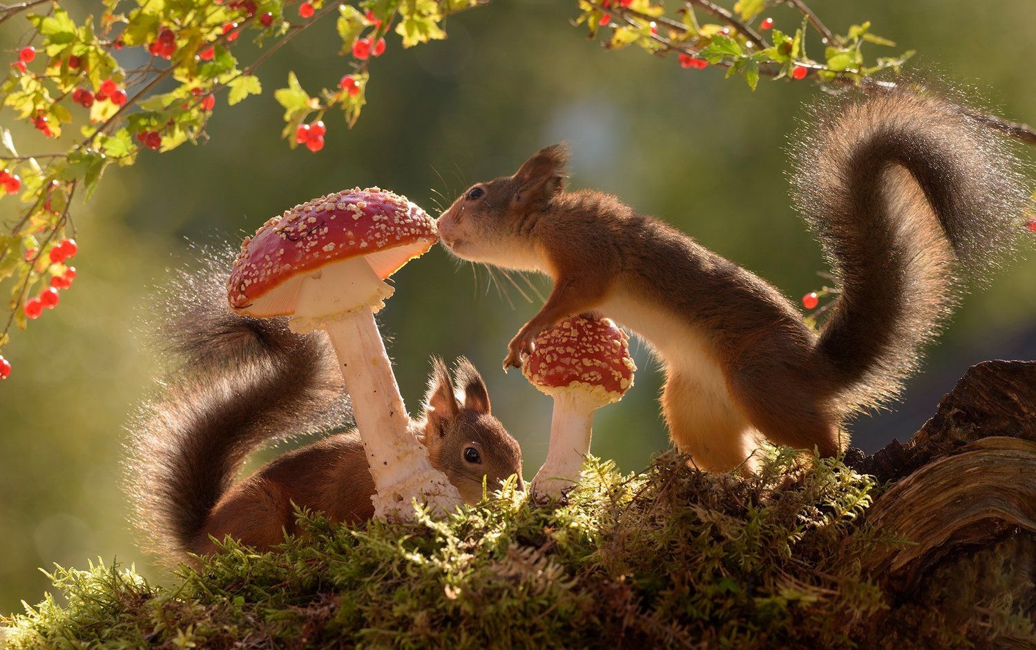 mushroom meeting
