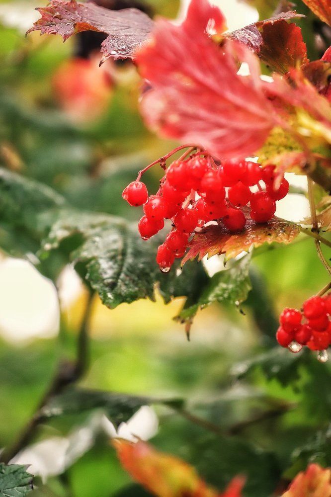 Калина красная