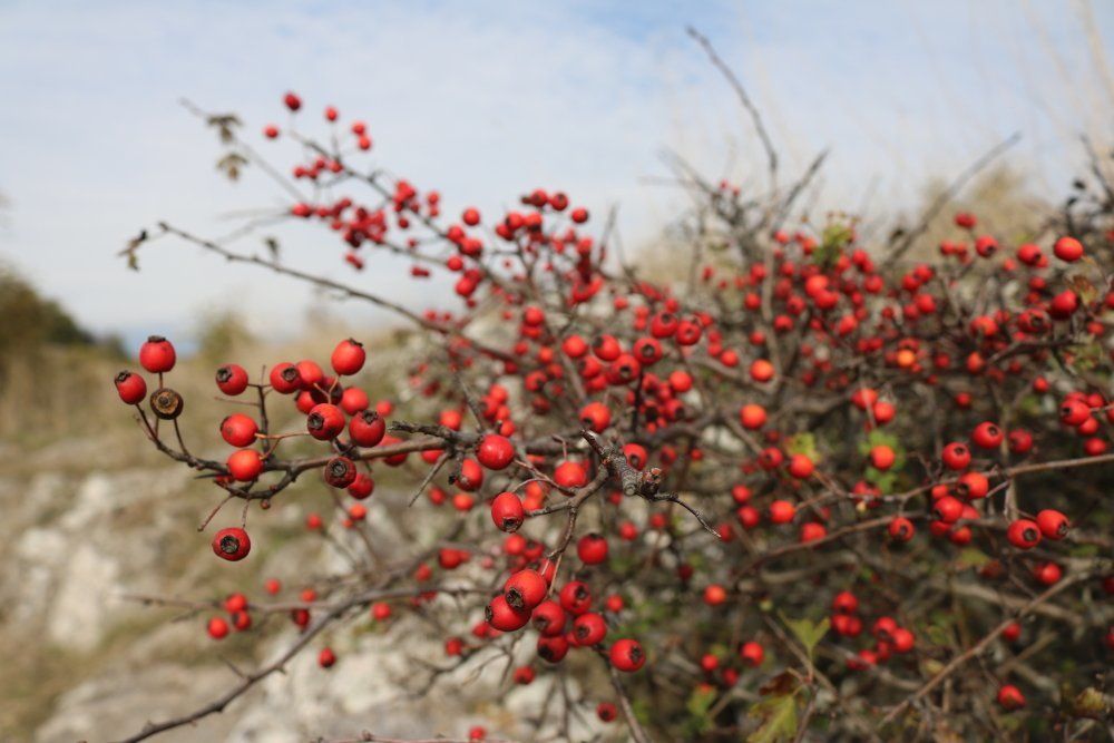 Горный шиповник