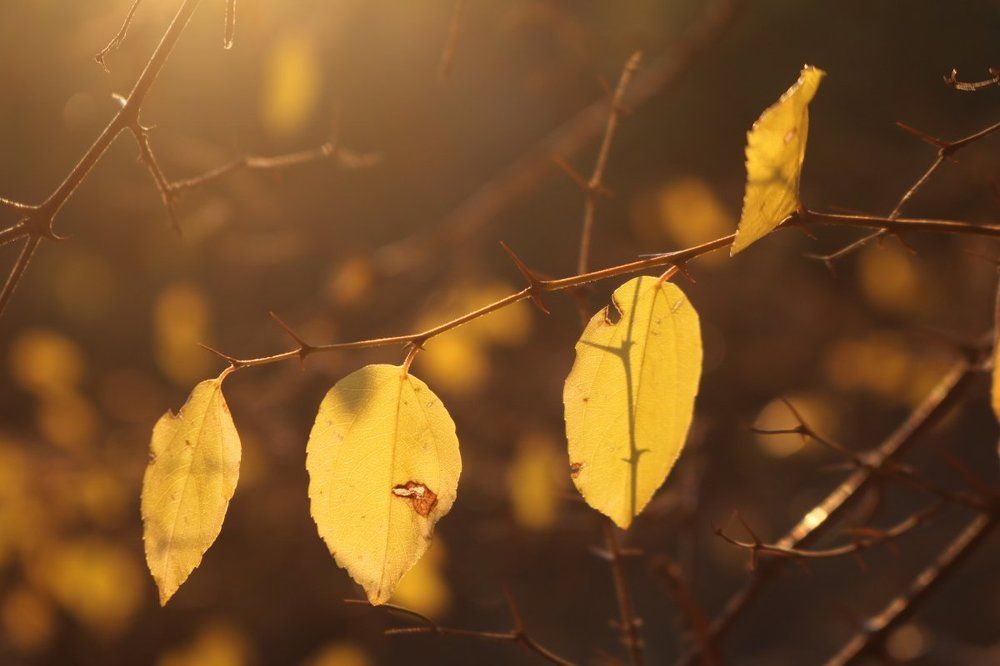 Закатный воздух золотой