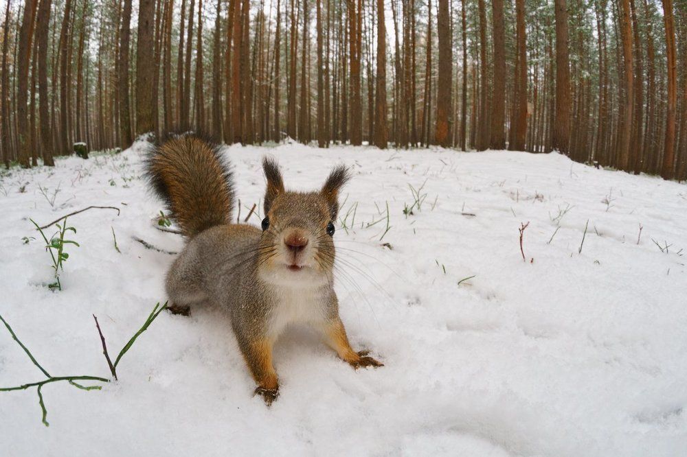 Лесной "хищник"