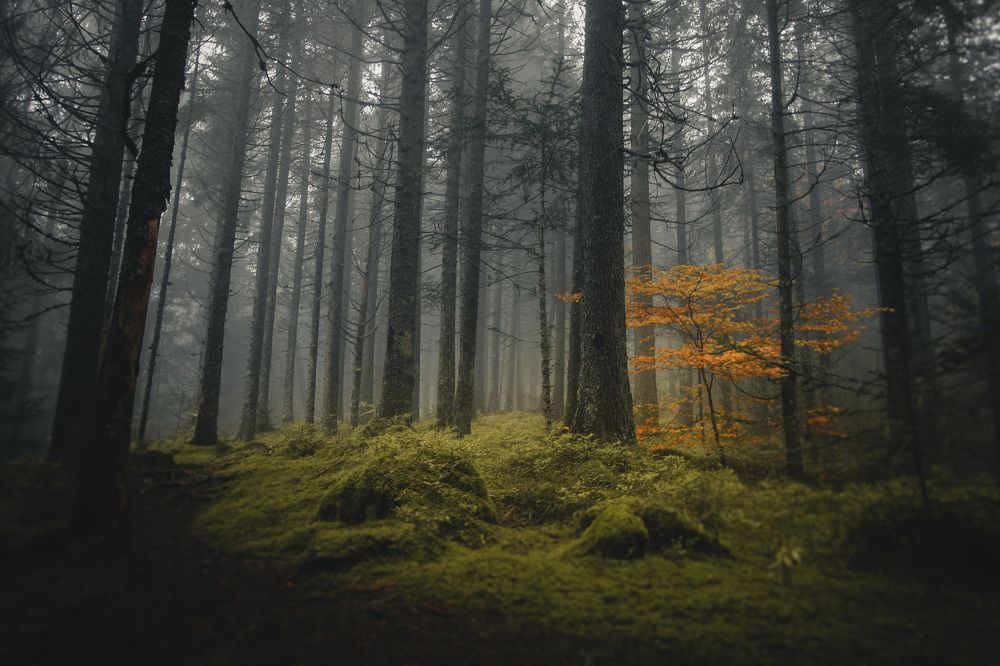 All that is gold does not glitter, Not all those who wander are lost.