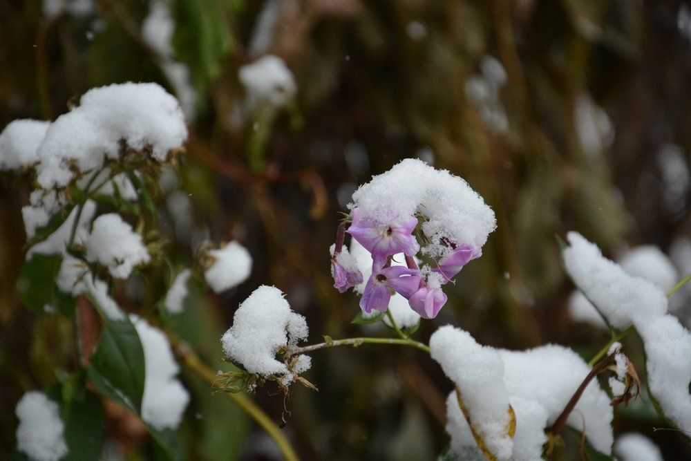 Первый снег