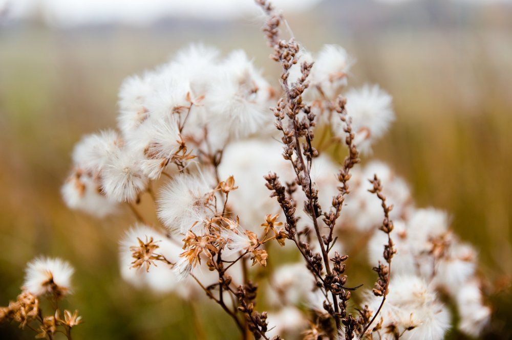 Омская осень