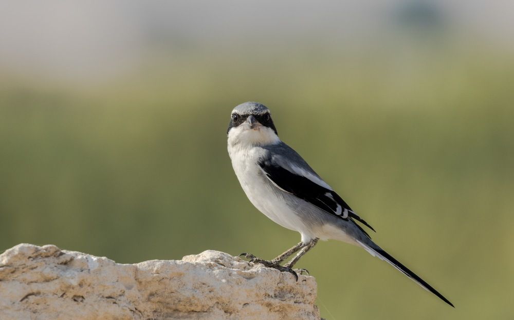 Southern Grey Shrike