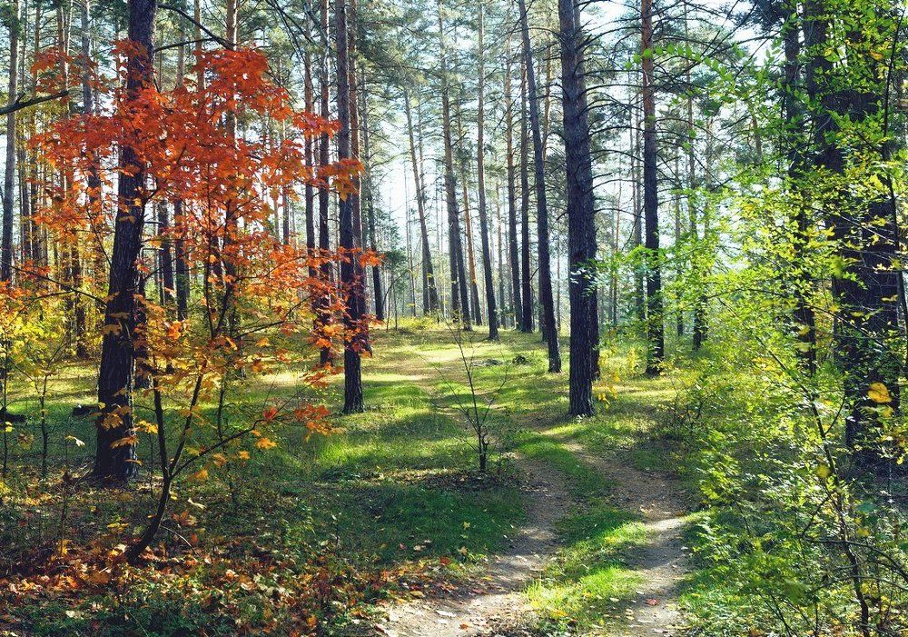 В золотом бору.