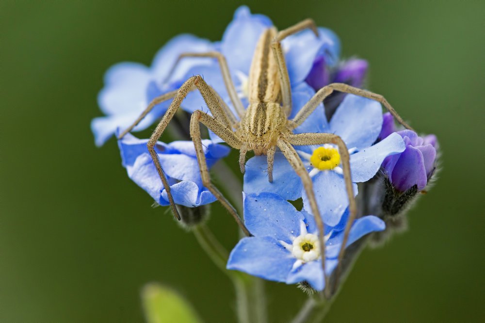 Букет любимой