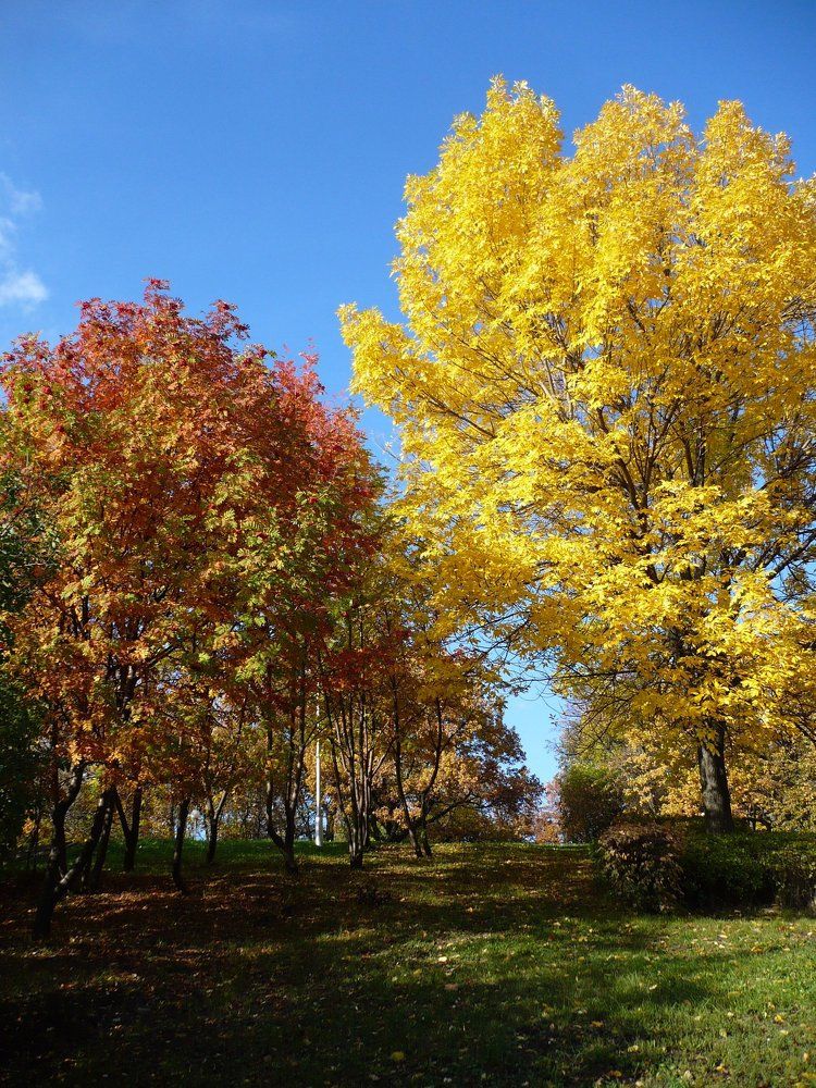 Краски осени