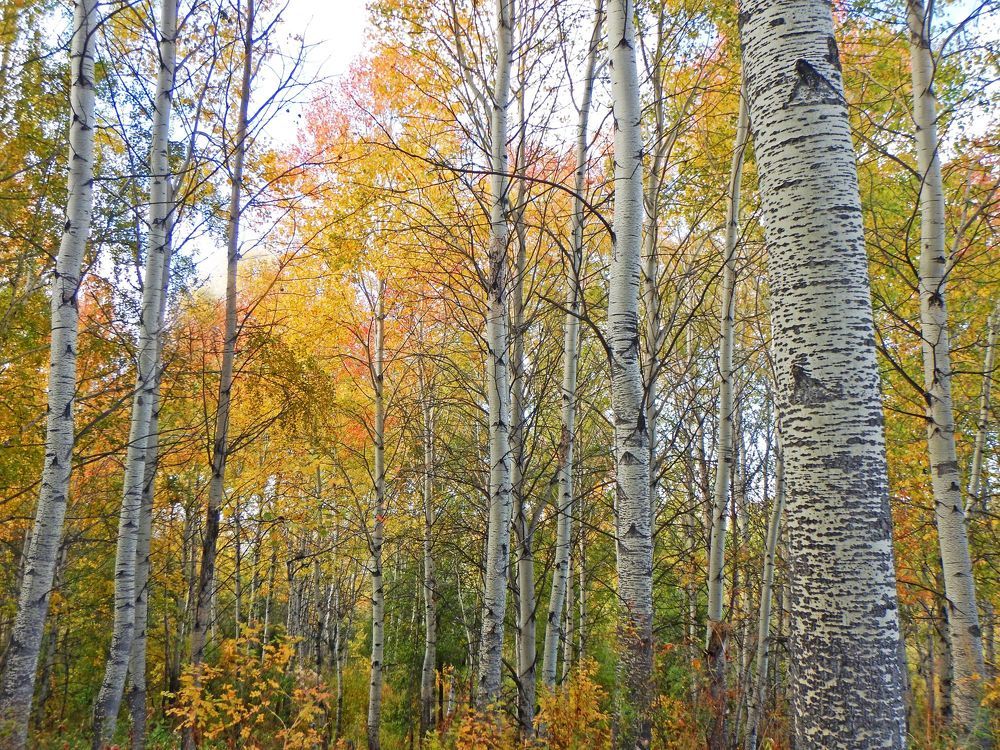 Краски осиновой рощи