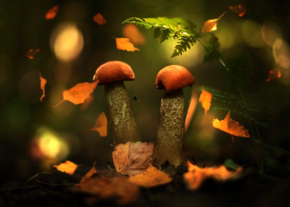 Чудесный листопад