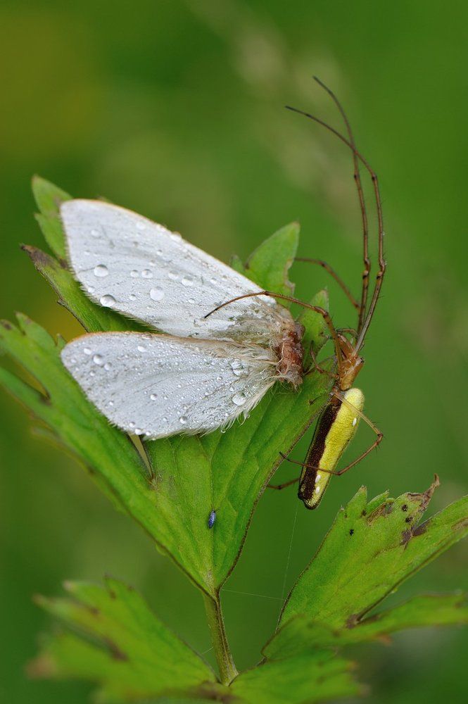 Кто ходит в гости по утрам ,тот поступает мудро.