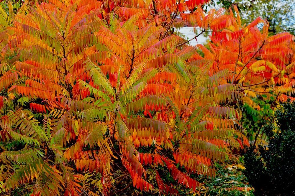 Осеннее перо Жар-Птицы
