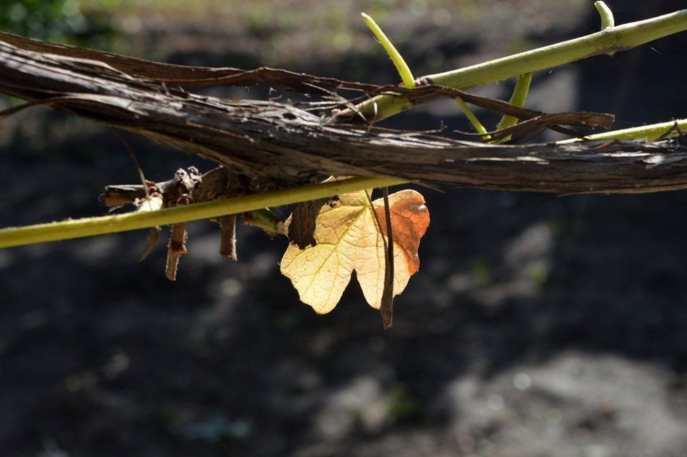 Пронизанный солнцем.
